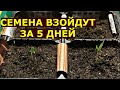 Главные ошибки новичков при севе семян на рассаду