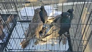 видео: Рынок голубей, г.Костанай, РК, 26.10.2025 г. картинка: Рынок голубей, г.Костанай, РК, 26.10.2025 г.