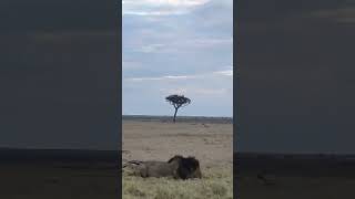 Jackal Biting Tail Of Lion Suicide Squid Mr Jackal Haha