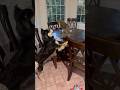Smolko vs Zeke #bordercollie #cat #dogshorts #puppy #funny #dog #cute #pets #tabbycat #catdog #fyp