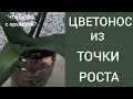 Цветонос из точки роста - что будет с орхидеей дальше?