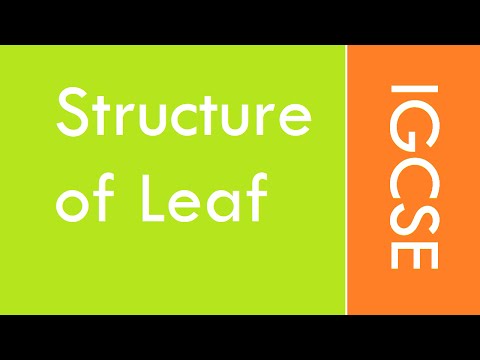 IGCSE BIOLOGY - Structure of leaf