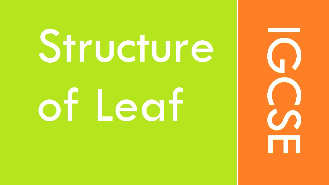 IGCSE BIOLOGY - Structure of leaf - YouTube
