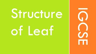 IGCSE BIOLOGY - Structure of leaf