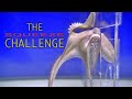 Octopus Squeeze Challenge - Will He Fit?