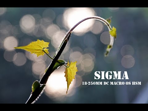 Sigma18-250mm f/3.5-6.3 DC Macro OS HSM Review [Lots of Photos]