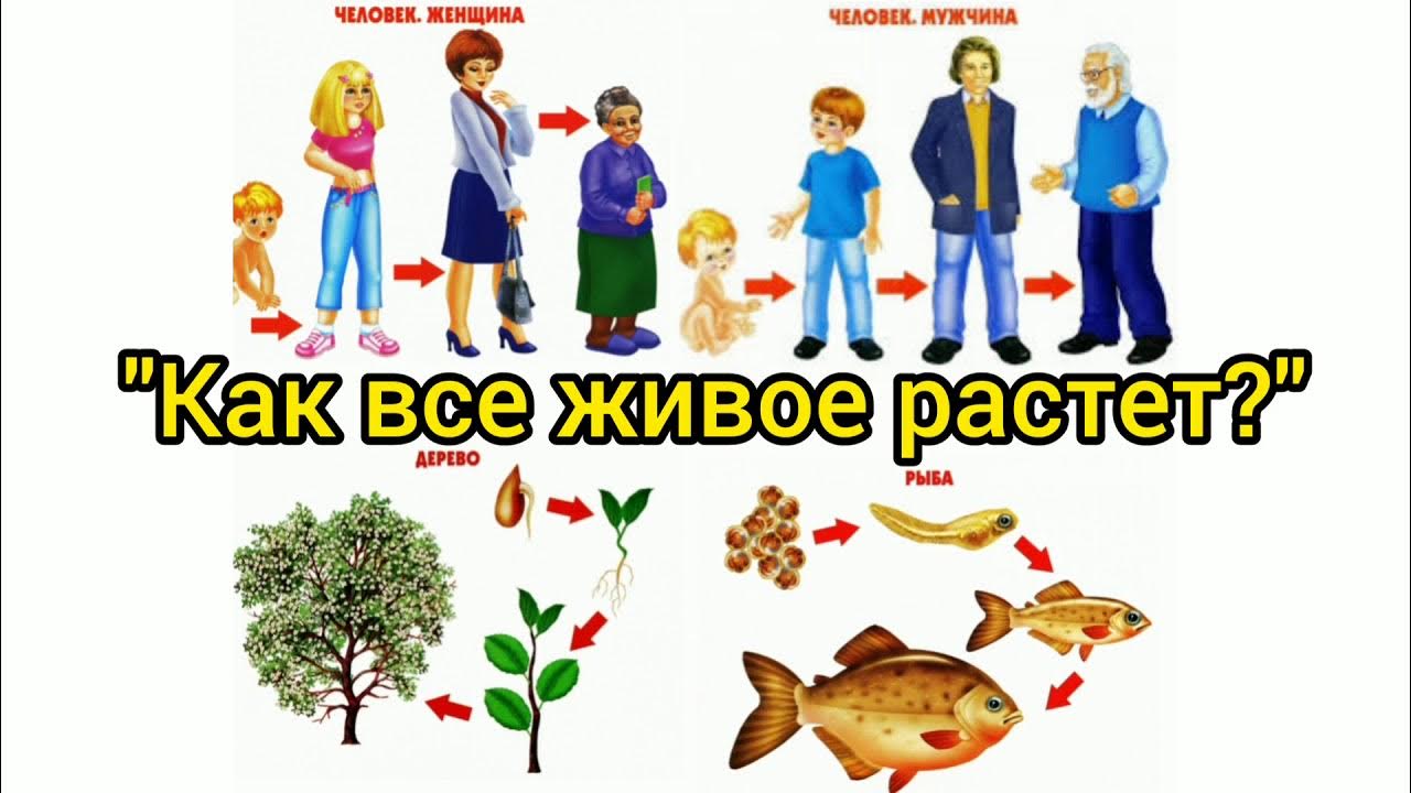 Игра как растет живое. Окружающий мир что из чего делают. Природа и предметы созданные человеком. Живая неживая природа рукотворный мир. Всё живое.