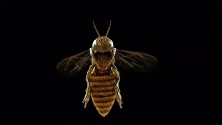 Flying Bee Underside Stock Motion Graphics