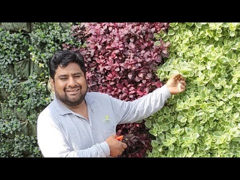 Vídeo: Jardineria a les zones 2-3: tipus de plantes que creixen en climes freds