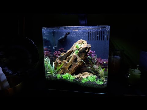 Planting Pearl Weed | Carbonate Buffer, CO2, and Fish Respiration