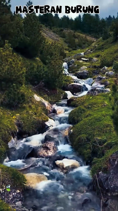 #birds #burungkicaudialamliar #birdsong  subscreb yah