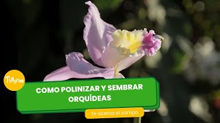 Cómo polinizar y sembrar Orquídeas  TvAgro por Juan Gonzalo Angel Restrepo