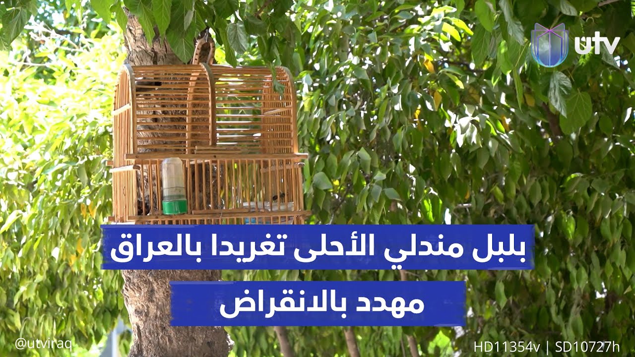 بلبل مندلي الأحلى تغريدا في العراق.. مهدد بالانقراض ومطلوب دوليا وسعره يبلغ 1.5 مليون دينار