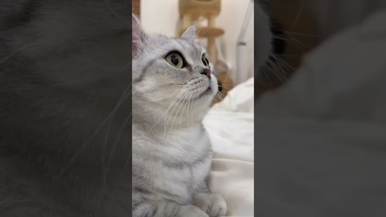 APT Cat #apt #aptdance #roséblackpink #shorts #cat