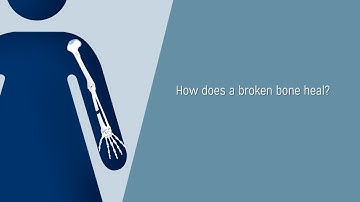 How does a bone heal?
