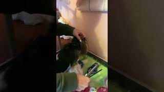 Как стричь уши Биверу