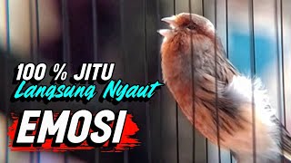 Suara Burung KENARI Gacor Panjang Emosi CUIT CUIT Ngerol Cocok utk Masteran Murai Batu