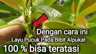 Cara Mengatasi Penyakit Antrak Layu Pucuk Pada Tanaman Alpukat