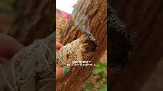 Para Qué Sirve El Sahumerio De Salvia Blanca?