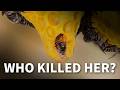 The Queen Bees Were Being Murdered, One by One