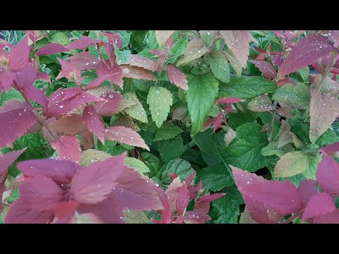 Спирея японская Макрофилла.