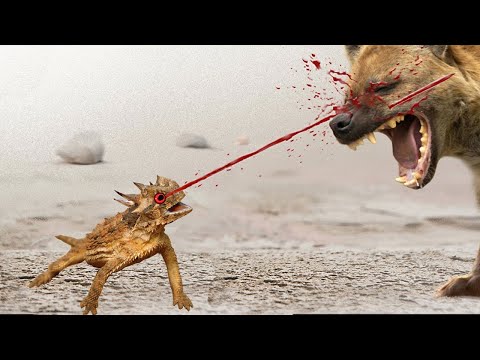 فيديو: دفاعا عن الحيوانات؟