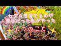 〈多肉〉これでモリモリ♡?!セダム苦手だった私がやった6つの事🌵