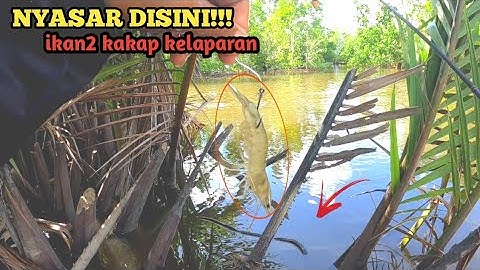 BANYAK YANG MEREMEHKAN!!Mancing Ikan Kakap Yang kelaparan di pohon nipah - mancing kakap