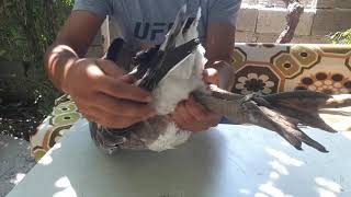 Kazlarda cinsiyet ayrımı kesin çözüm#kaz#ördek🐓🦆