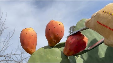 Garden2TableTV Episode 12 ~ How to harvest & peel Prickly Pears! (Please subscribe - free!)