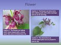 Qualiteach education and ecology training hedge woundwort tutorial
