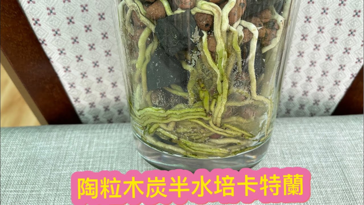 卡特蘭種植33）陶粒木炭半水培三年多的卡特蘭 根都長到幾寸高￼
