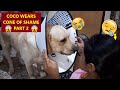 COCO HAS TO WEAR CONE OF SHAME AGAIN😭| DAD APPLIES SKIN LOTION, BUT COCO LICKS IT OFF | POOR COCO😂😂😂