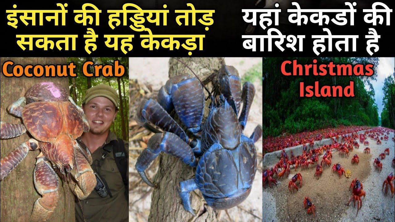 इंसानों की हड्डियां तोड़ सकता है यह केकड़ा Amazing Crabs in Hindi