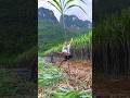 Juicy &amp; sweet sugarcane farming by rural farmer | Harvesting sweet sugarcane #shorts #farming