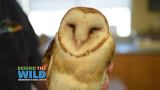 Behind the Wild Vet Spotlight Barn Owls