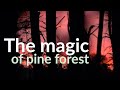 The magic of pine forest