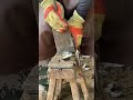 Animal care, donkey hoof trimming, relaxed and cooperative.