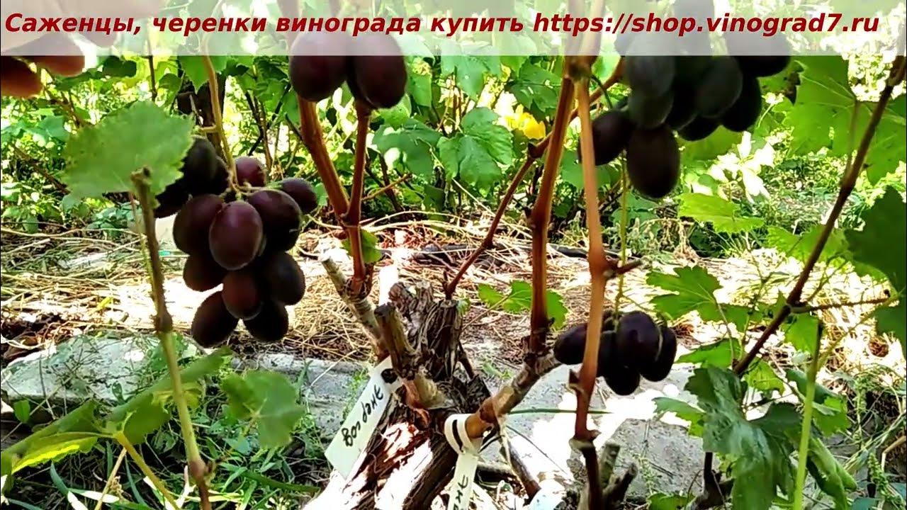 Voce_13 - Путеводитель по Боснии и Герцеговине