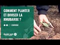 [TUTO] Comment planter et diviser la rhubarbe ? – Jardinerie Gamm vert