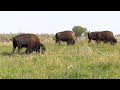 Wanuskewin Bison Herd Celebrated For Historical Cultural And Ecological Significance Rogers Tv