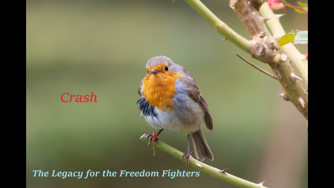The Legacy for the Freedom Fighters - Crash (2023) adlı videoyu YouTube'da izle The Legacy for the Freedom Fighters - Crash (2023) adlı videoyu YouTube'da izle
