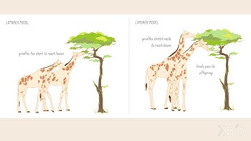 Lamarck and Darwin Models for Mutations and Evolution