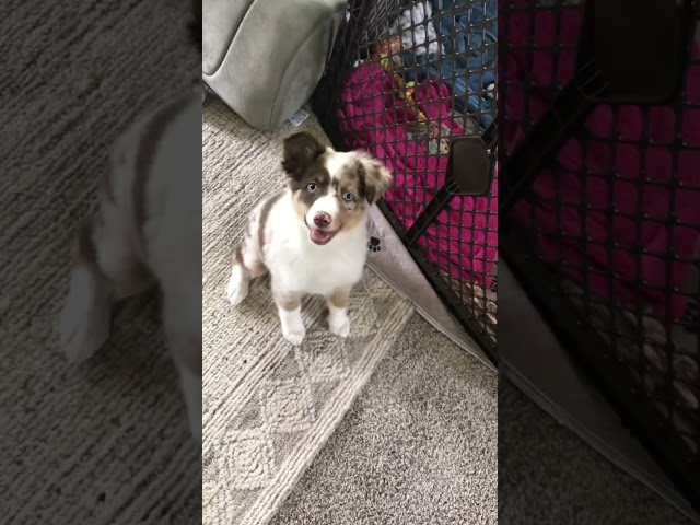 Discover the Surprising Size of Mini Aussies 3 sddefault