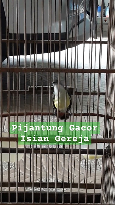 Pijantung Gacor Isian Gereja#pijantungpisanggacor