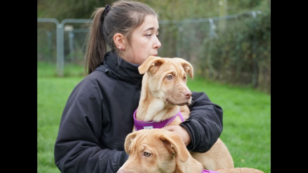 Customer testimonial St Giles Animal Rescue YouTube