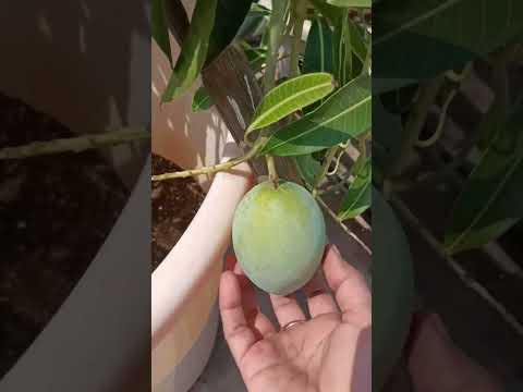 #Mango tree in