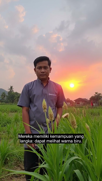 Elang: Burung yang Melihat Biru