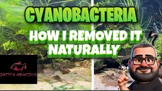 Cyanobacteria (Blue Green Algae): How I Removed It Naturally Without Using Erythomycin