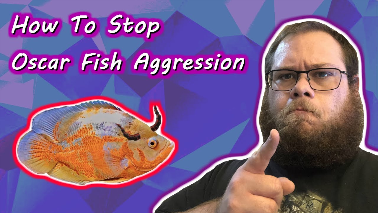 How To Stop Oscar Fish Aggression - YouTube